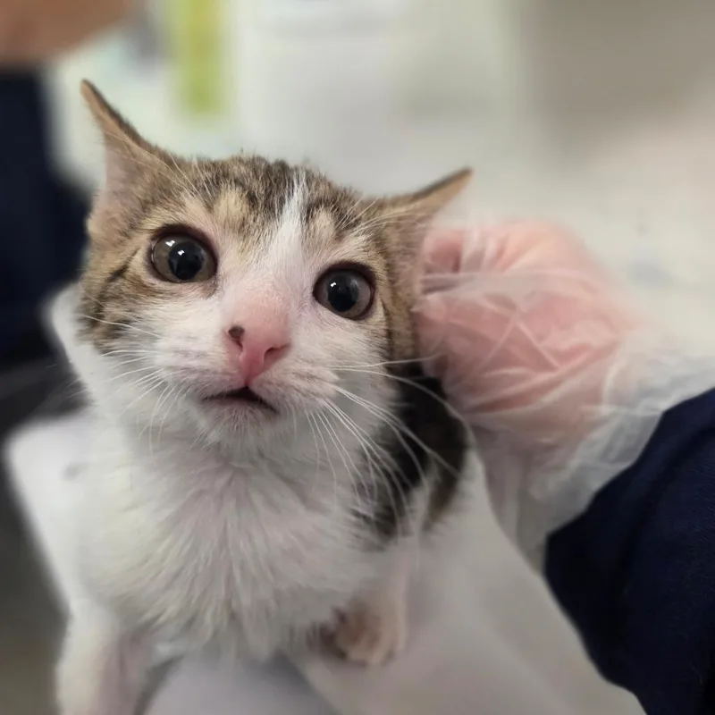 A baby small-sized male Gray / Blue / Silver Domestic Short Hair cat named Phlem Brain for adoption in Charleston, WV