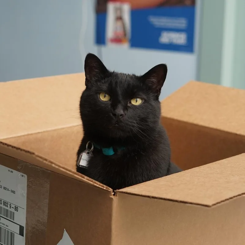 Toothless thumbnail 2