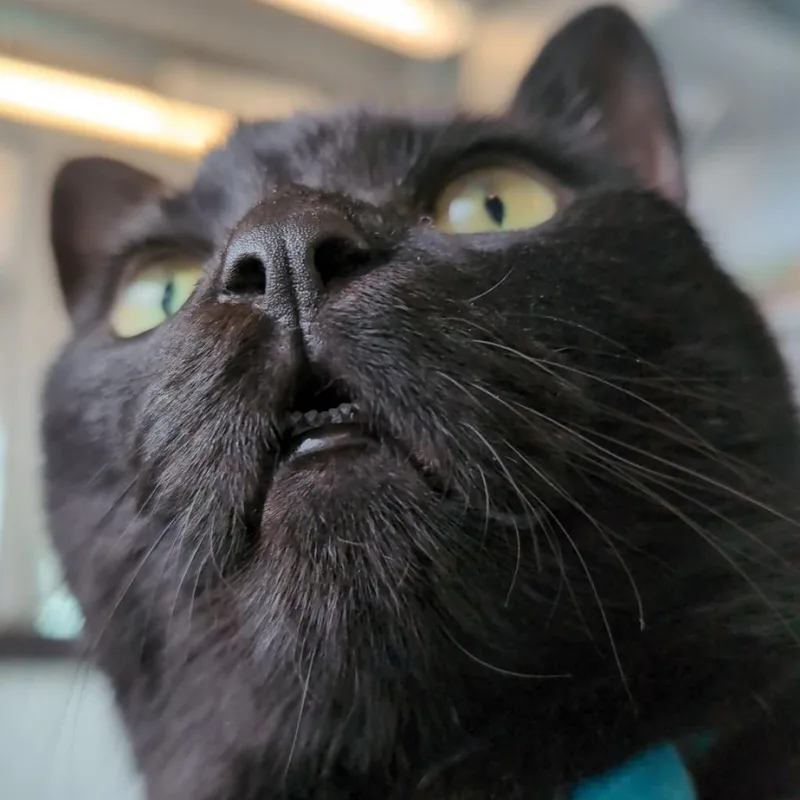 Toothless thumbnail 3