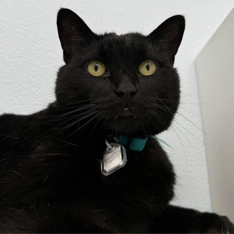 Toothless thumbnail 4