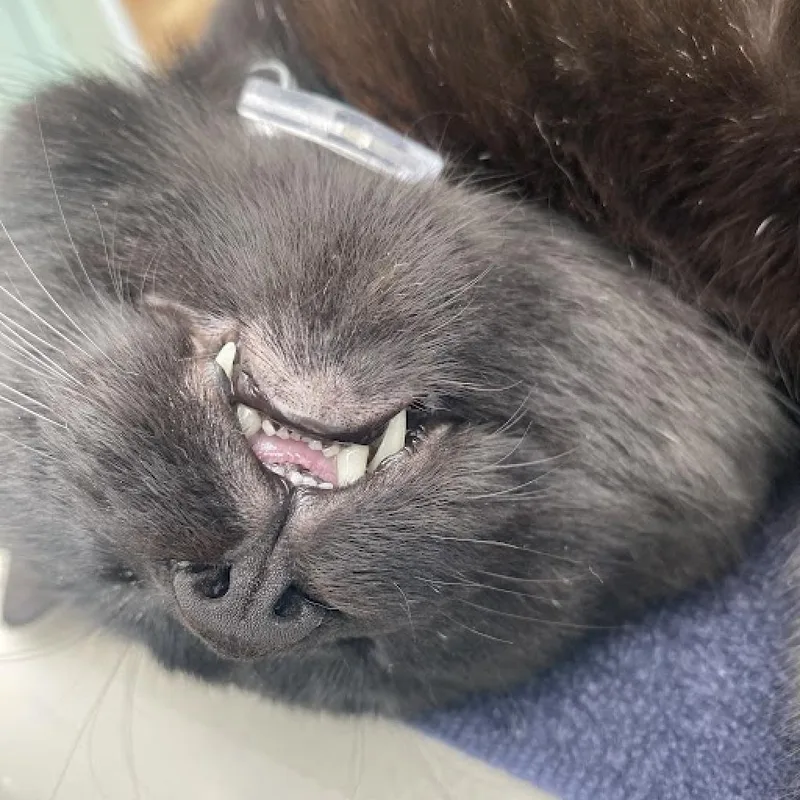 Toothless thumbnail 5