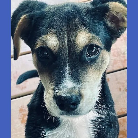 A baby medium-sized male Tricolor (Brown, Black, & White) Terrier dog named Joey for adoption in Albany, NY