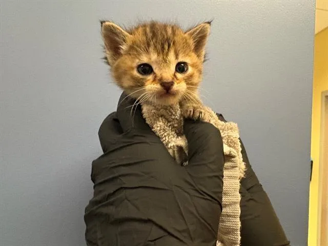 A baby small-sized female Domestic Short Hair cat named Brownie for adoption in Tustin, CA