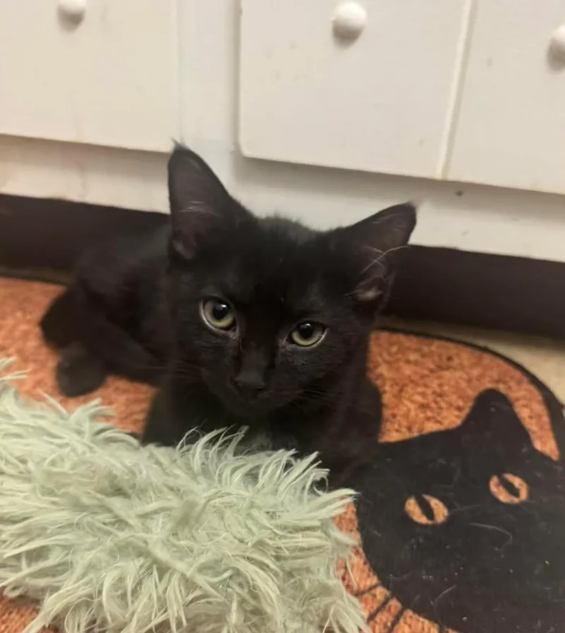 A baby medium-sized female Domestic Short Hair cat named Pop for adoption in Succasunna, NJ