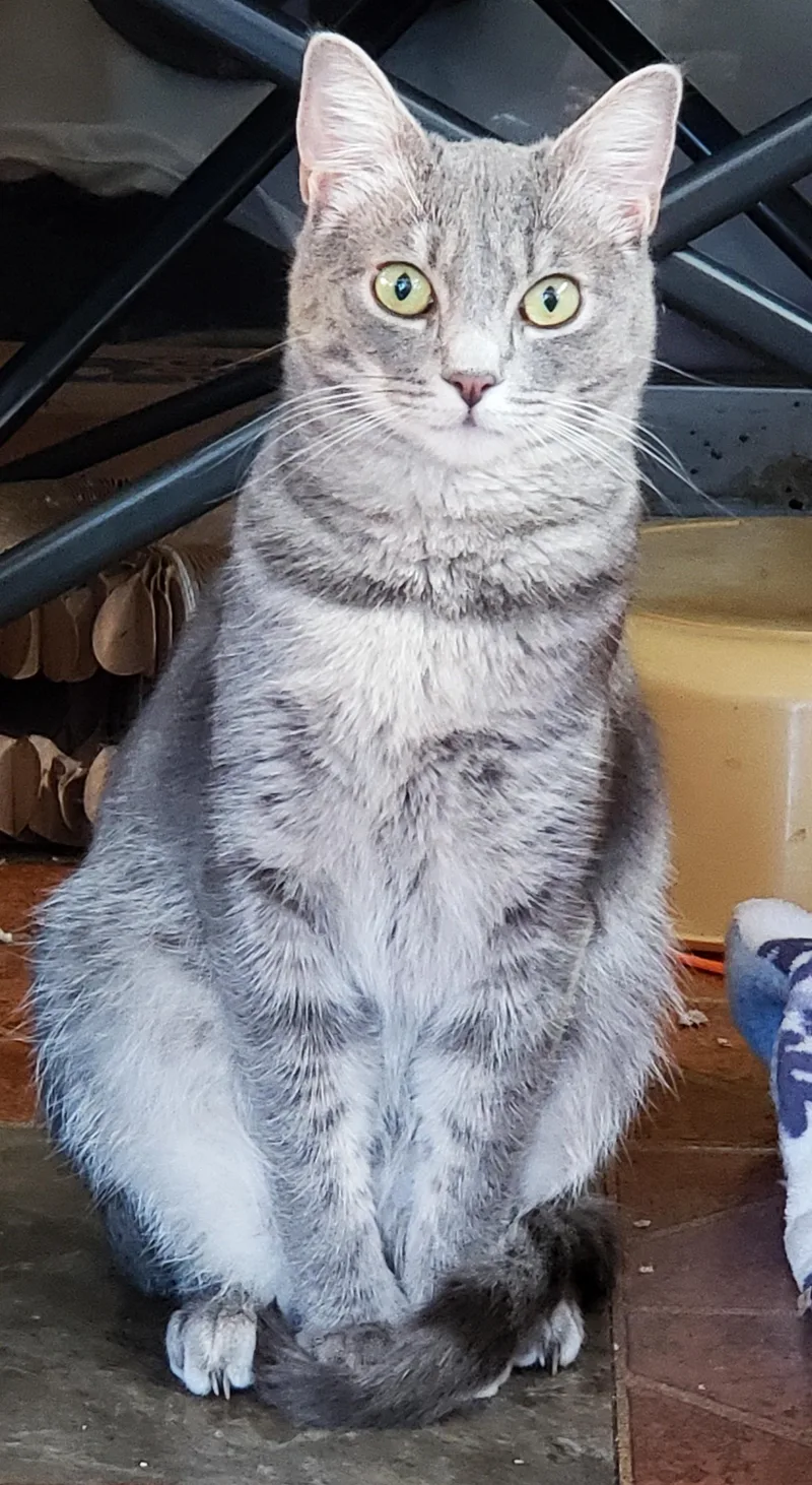 A baby medium-sized female Tabby (Gray / Blue / Silver) Domestic Short Hair cat named Avalon for adoption in Orange, CA