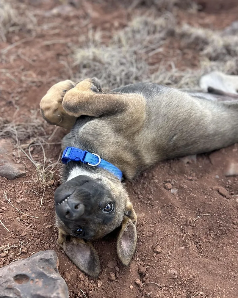 Arizona Litter: Chandler