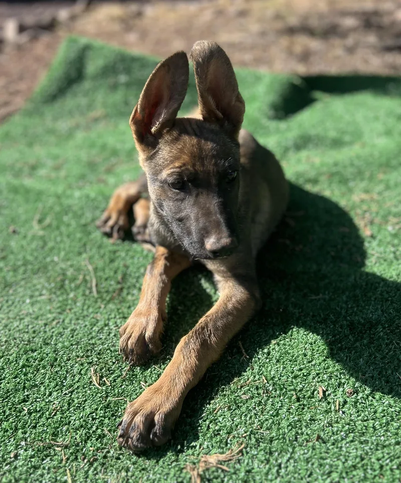Arizona Litter: Chandler thumbnail 2