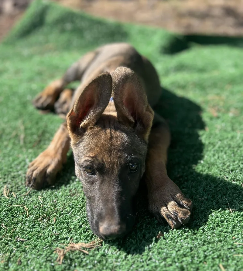 Arizona Litter: Chandler thumbnail 4