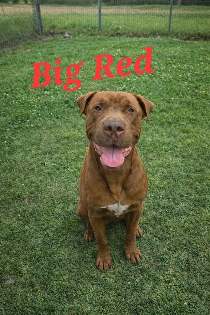 A young medium-sized male Pit Bull Terrier dog named Big Red for adoption in Livingston, LA