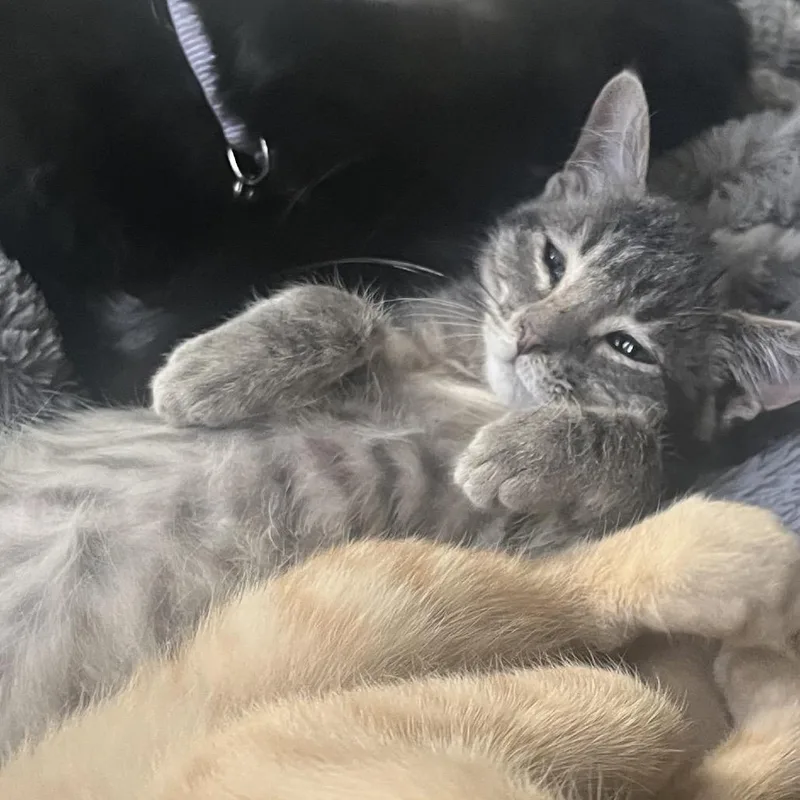 Pepper thumbnail 2