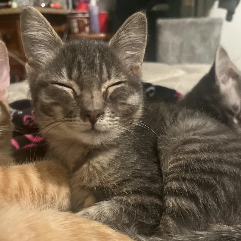 Pepper thumbnail 3