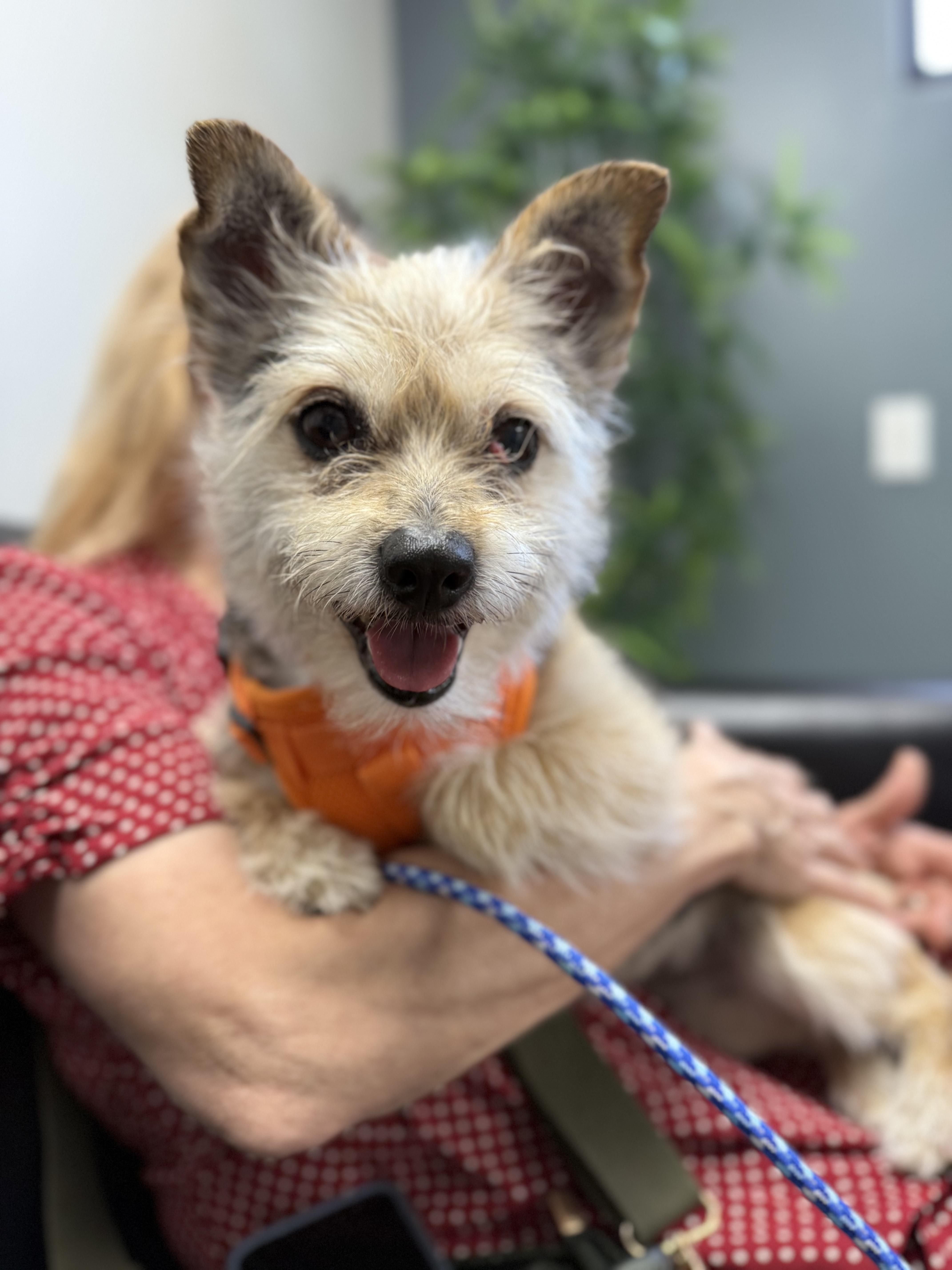 An adult small-sized female Yellow / Tan / Blond / Fawn Norwich Terrier dog named Fig for adoption in LOS ANGELES, CA