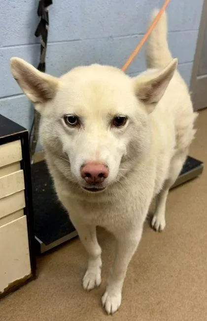 An adult large-sized male Mixed Breed dog named Juneau for adoption in Chamblee, GA