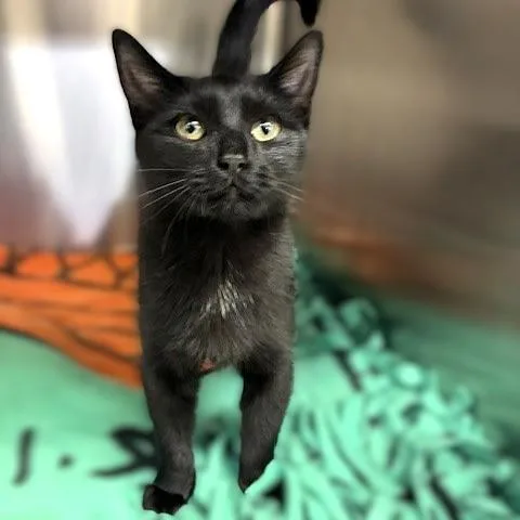 A baby medium-sized male Domestic Short Hair cat named Lecter for adoption in Columbia, MD