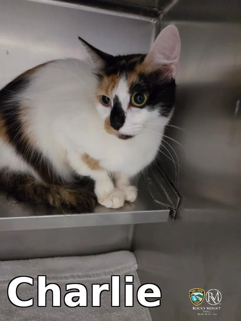 A young medium-sized female Domestic Short Hair cat named Charlie for adoption in Rocky Mount, NC