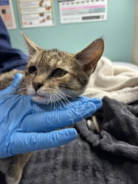 A baby small-sized male Domestic Short Hair cat named Mack for adoption in Sherwood, OR