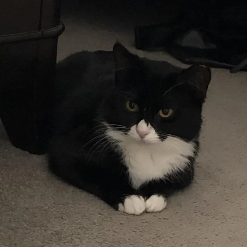 An adult small-sized female Black Domestic Short Hair cat named Pumpkin Pie for adoption in Wakefield, MA
