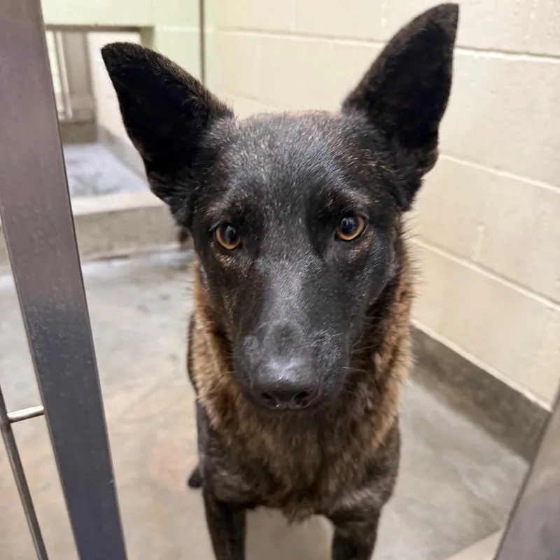 An adult medium-sized female Black Cattle Dog dog named IEPAStray for adoption in Upland, CA