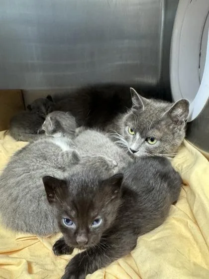 An adult medium-sized female Domestic Short Hair cat named Mom Jeans for adoption in West Chester, PA