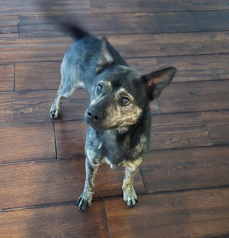 An adult small-sized male Pomeranian dog named Cash for adoption in Aurora, IL
