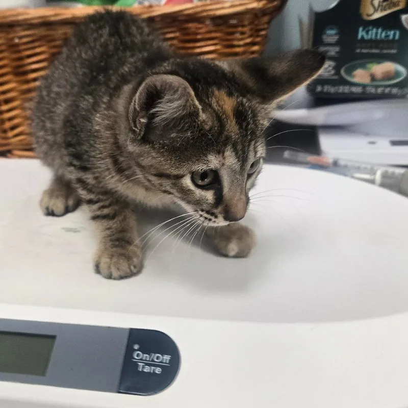 A baby small-sized female Gray / Blue / Silver Domestic Short Hair cat named Sasa for adoption in Milton, FL