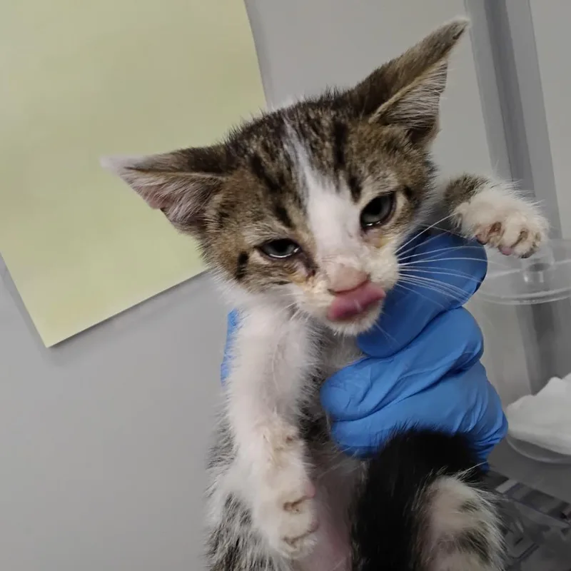 A baby small-sized male Domestic Short Hair cat named Ollie for adoption in Concord, NC