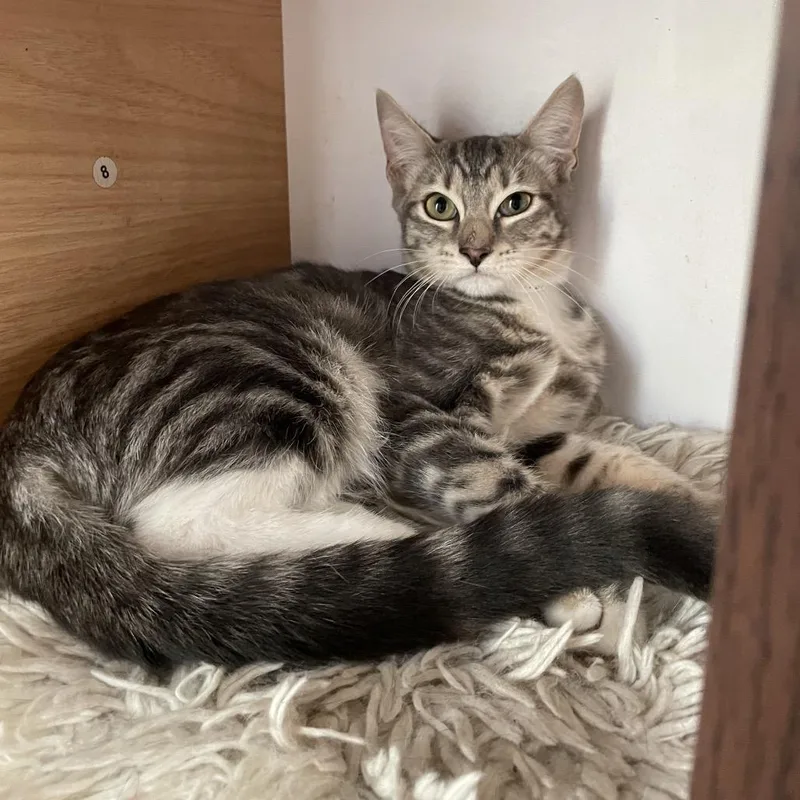 A young medium-sized female Gray / Blue / Silver Domestic Short Hair cat named Eda for adoption in Laredo, TX