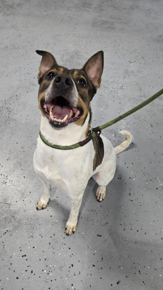 An adult medium-sized female Tricolor (Brown, Black, & White) Cattle Dog dog named Lilly for adoption in Orlando, FL