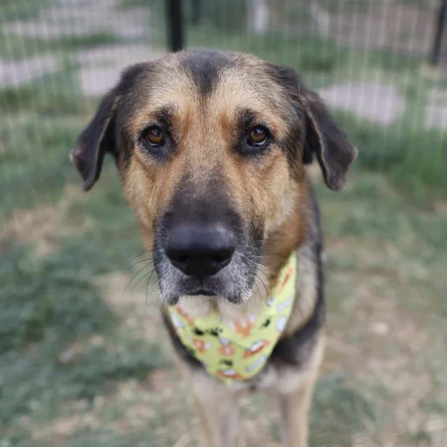 An adult large-sized male Shepherd dog named Adam for adoption in San Antonio, TX