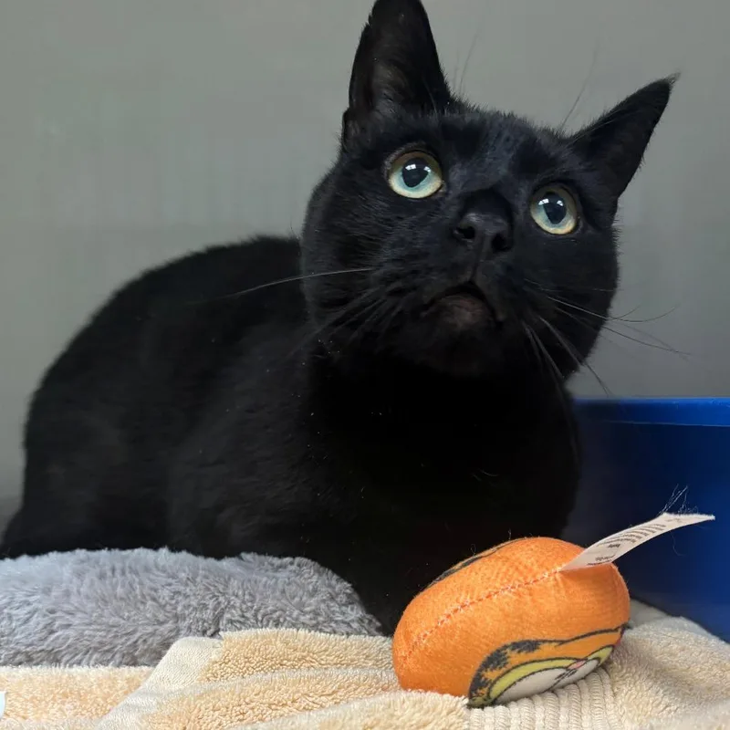 An adult medium-sized female Black Domestic Short Hair cat named Bing for adoption in East Hanover, NJ