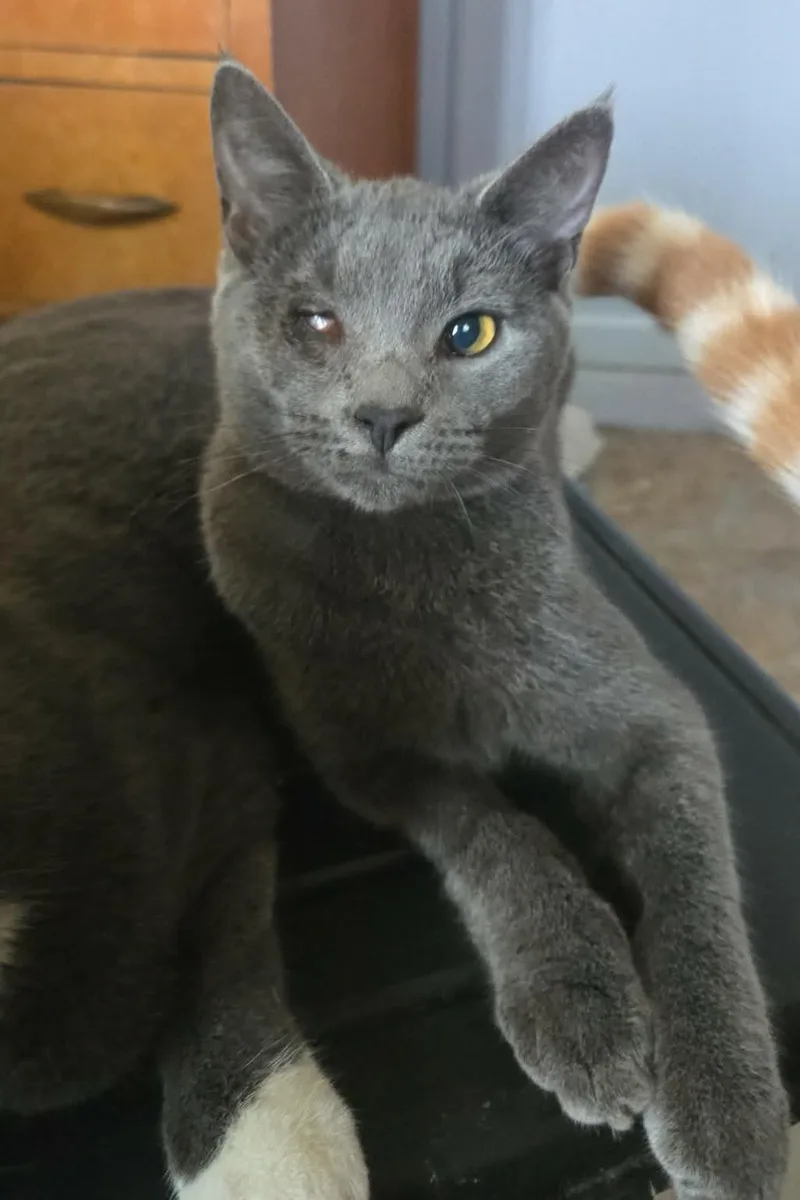 A baby medium-sized female Gray / Blue / Silver Domestic Short Hair cat named Storm for adoption in Lemoyne, PA