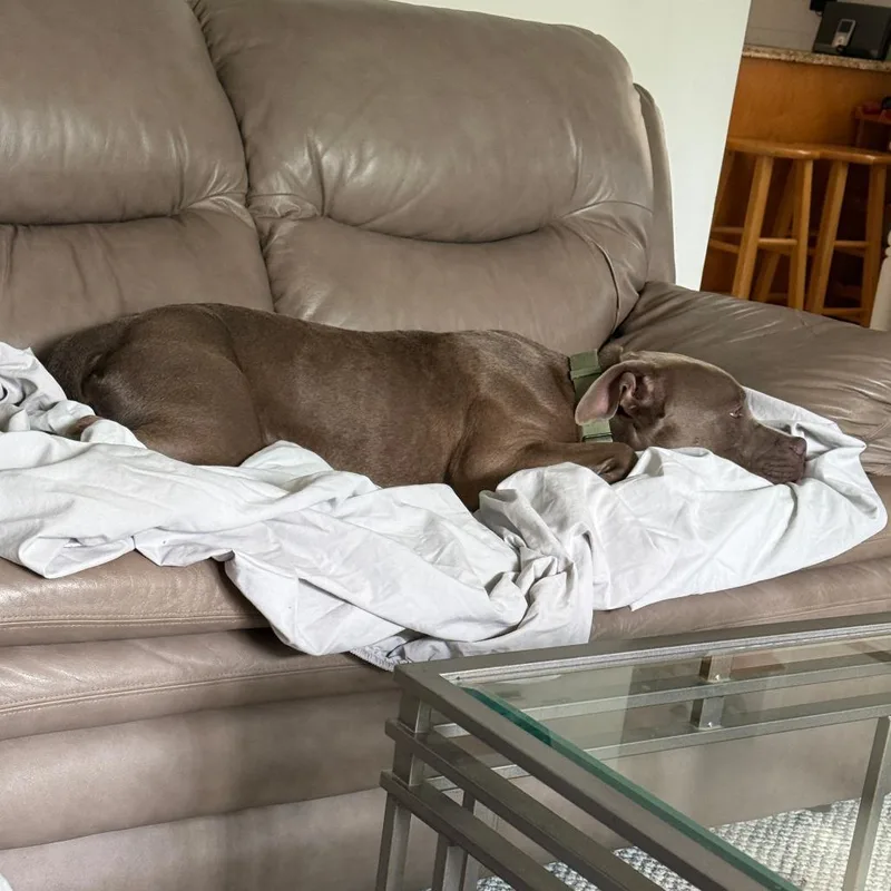 An adult medium-sized female Gray / Blue / Silver Pit Bull Terrier dog named Petals for adoption in Northbrook, IL