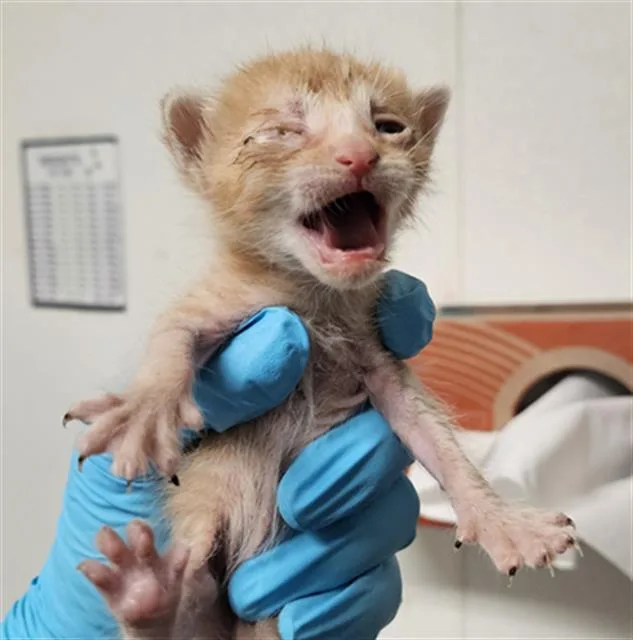 A baby small-sized female Domestic Short Hair cat named Jamaica for adoption in Bakersfield, CA