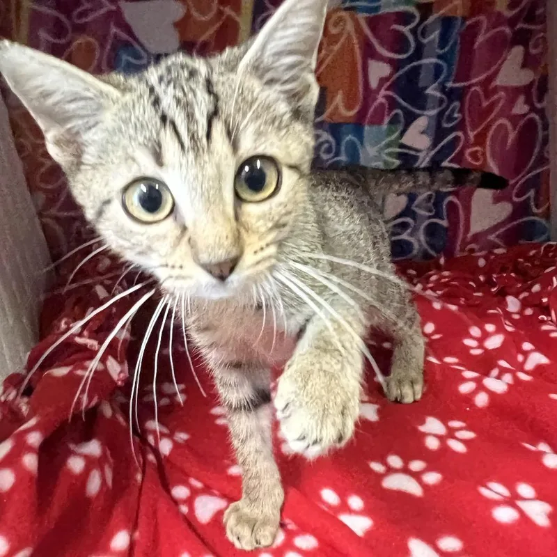 A baby small-sized female Brown / Chocolate Domestic Short Hair cat named Fleece for adoption in Naples, FL