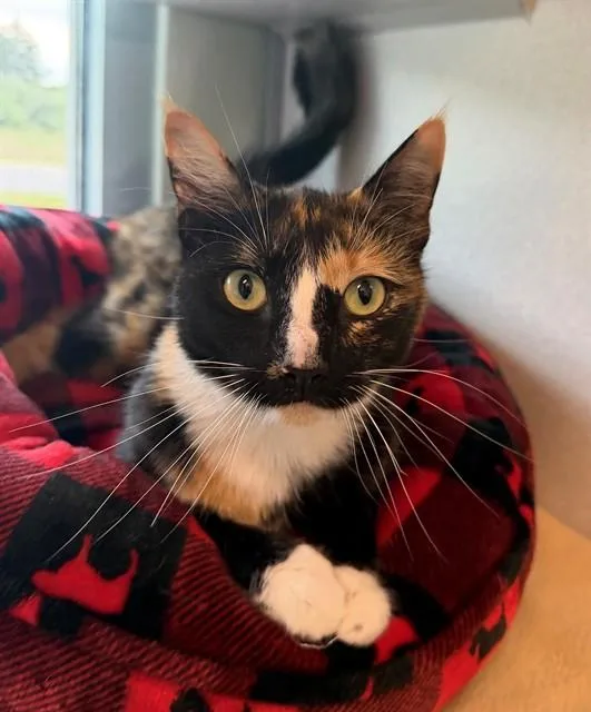 An adult medium-sized female Domestic Short Hair cat named Miss Parmesan for adoption in Leesburg, VA