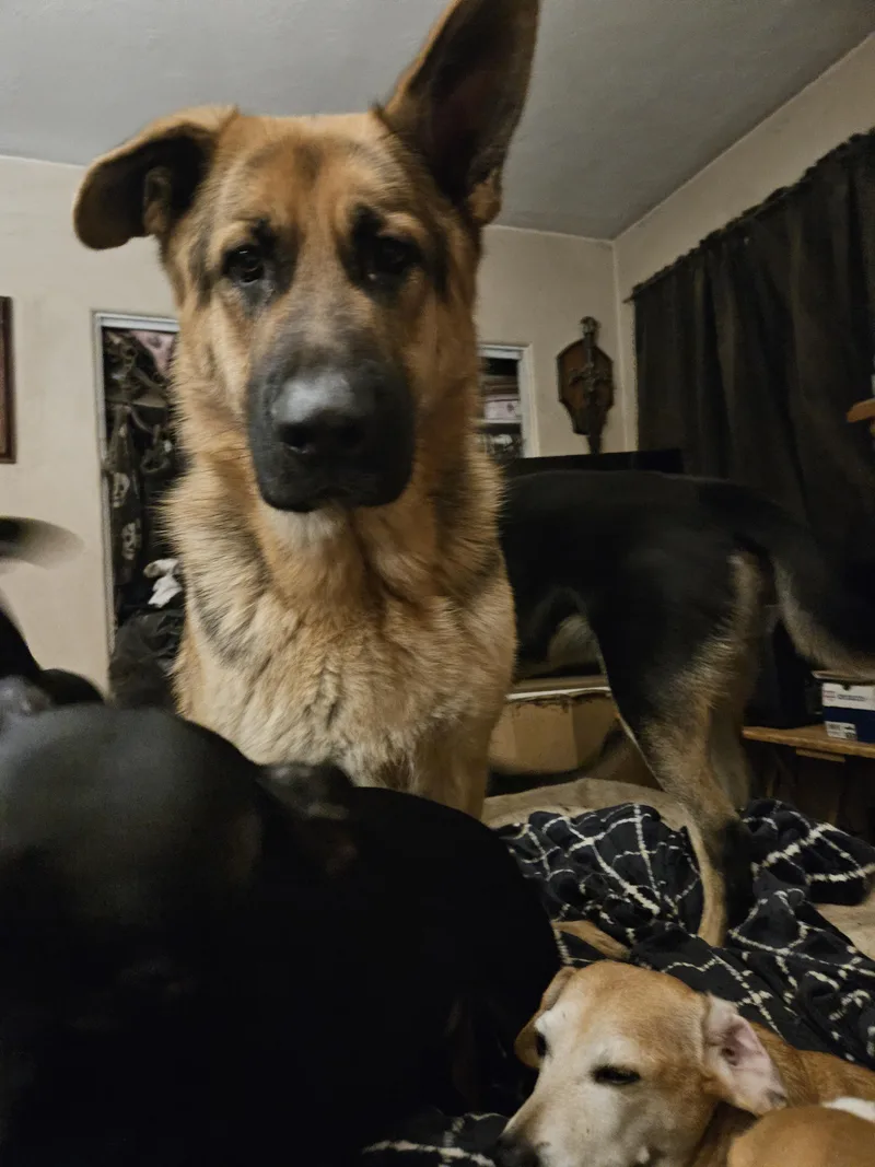 Schaefer thumbnail 2