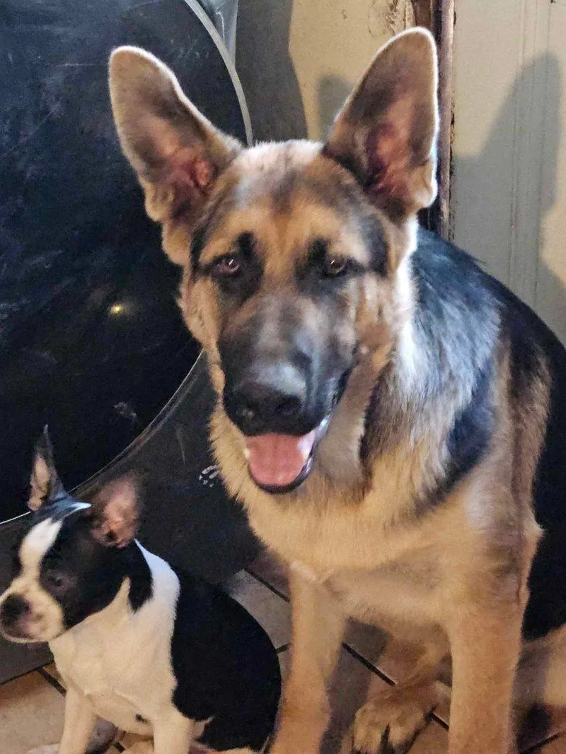 Schaefer thumbnail 3