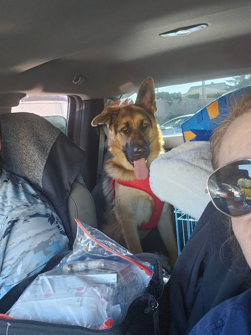 Schaefer thumbnail 4