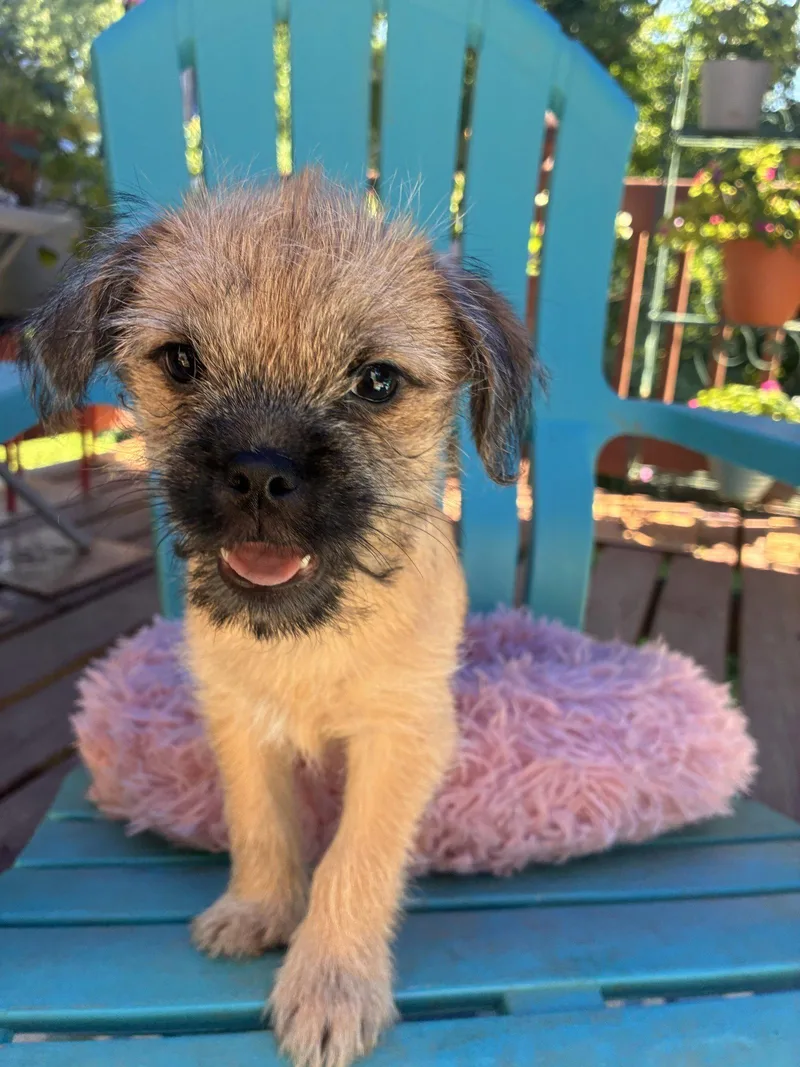 A baby small-sized female Terrier dog named Violet  A Bridget for adoption in Pacolet, SC