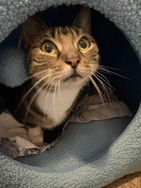A senior medium-sized female Domestic Short Hair cat named Roxy for adoption in Ridgewood, NY