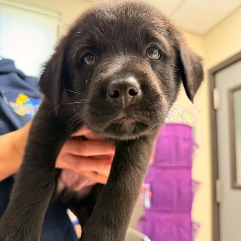 A baby small-sized male Black Mixed Breed dog named Root Beer for adoption in Red House, WV