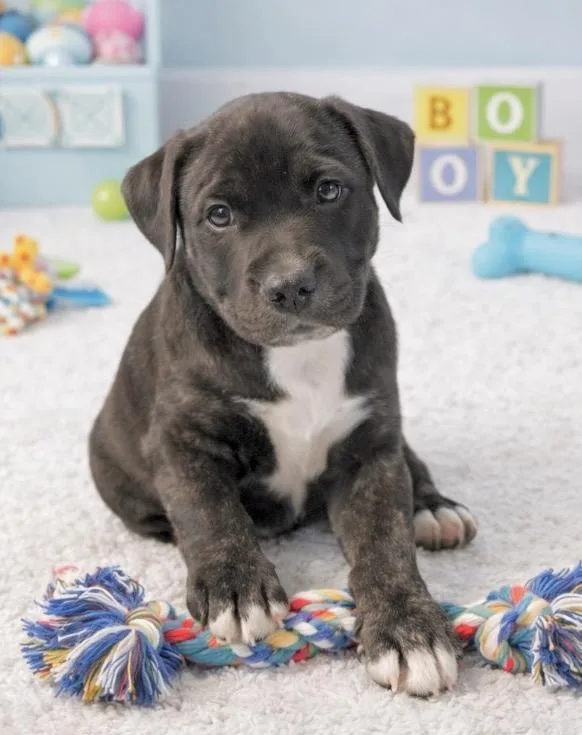 Schroeder thumbnail 2