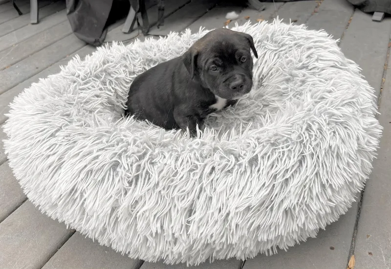 Schroeder thumbnail 5