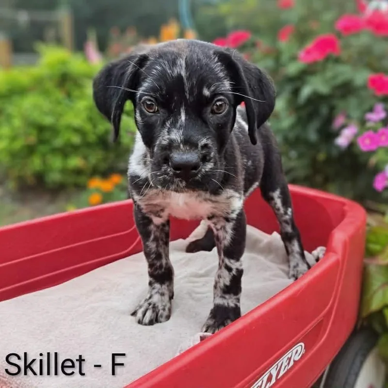 A baby medium-sized female Gray / Blue / Silver Catahoula Leopard Dog dog named Skillet for adoption in Griswold, CT