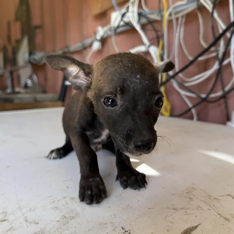 A baby small-sized male Brown / Chocolate Chihuahua dog named Okra for adoption in Allen, TX