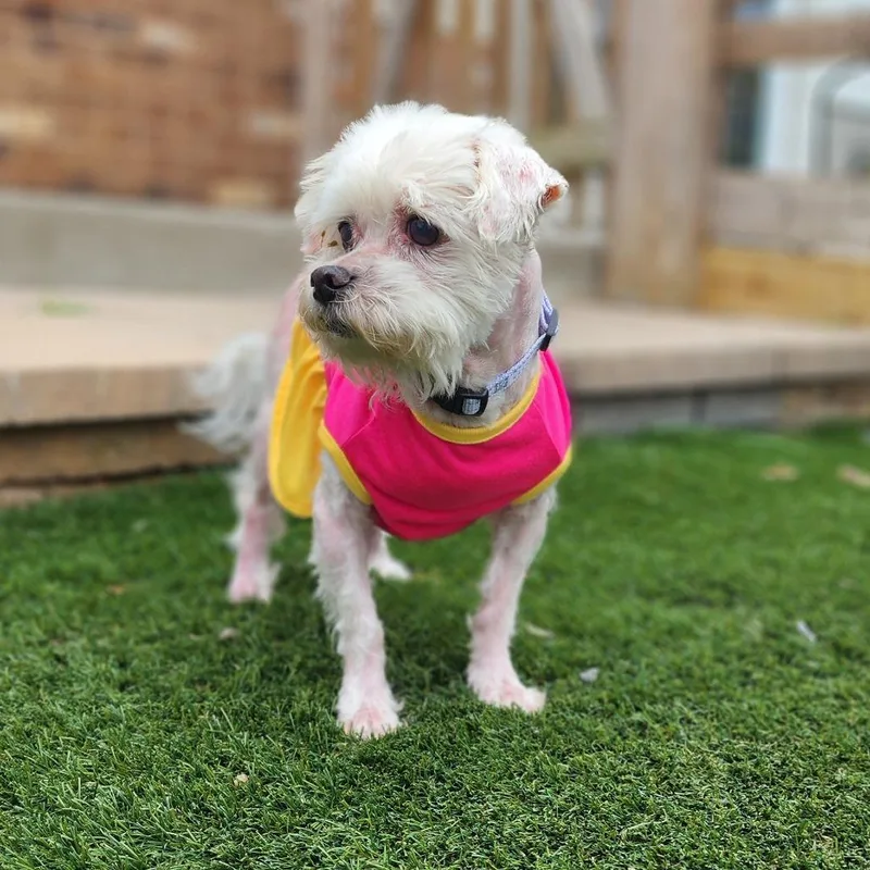 A senior small-sized female Maltese dog named Iris for adoption in Toms Brook, VA