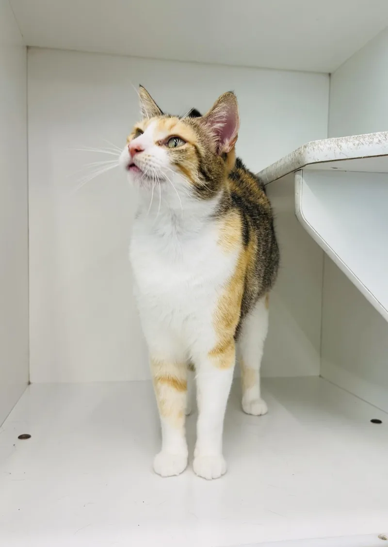 An adult medium-sized female Calico Domestic Short Hair cat named Jarri for adoption in Friendswood, TX