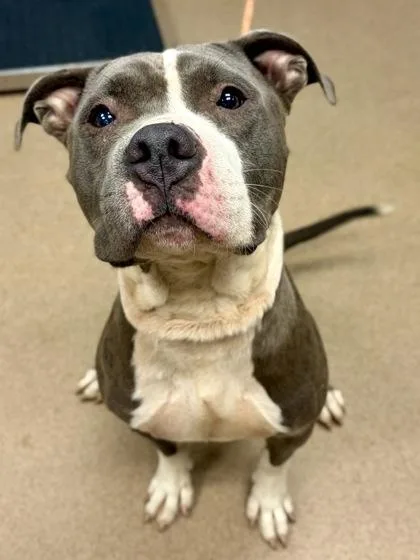 An adult large-sized male Mixed Breed dog named Showtime for adoption in Chamblee, GA