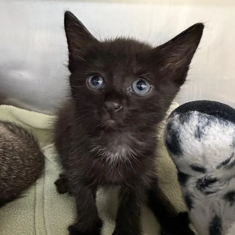 A baby small-sized female Black Domestic Short Hair cat named Parvarti for adoption in West Palm Beach, FL