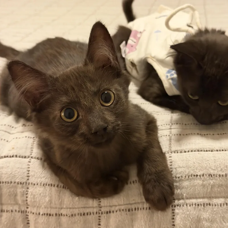 A baby small-sized male Domestic Medium Hair cat named Moose for adoption in Chandler, AZ